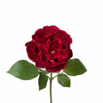 GARDDREDT-350x350.jpg
